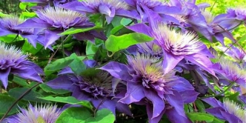 Clematis multi blue (multi blue): sadnja i njega, grupa rezidbe